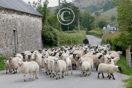 Sheep in Wales DM0386